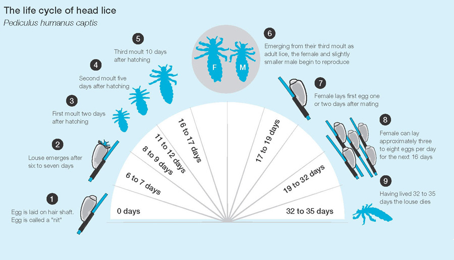 Head Lice Life Cycle Stages